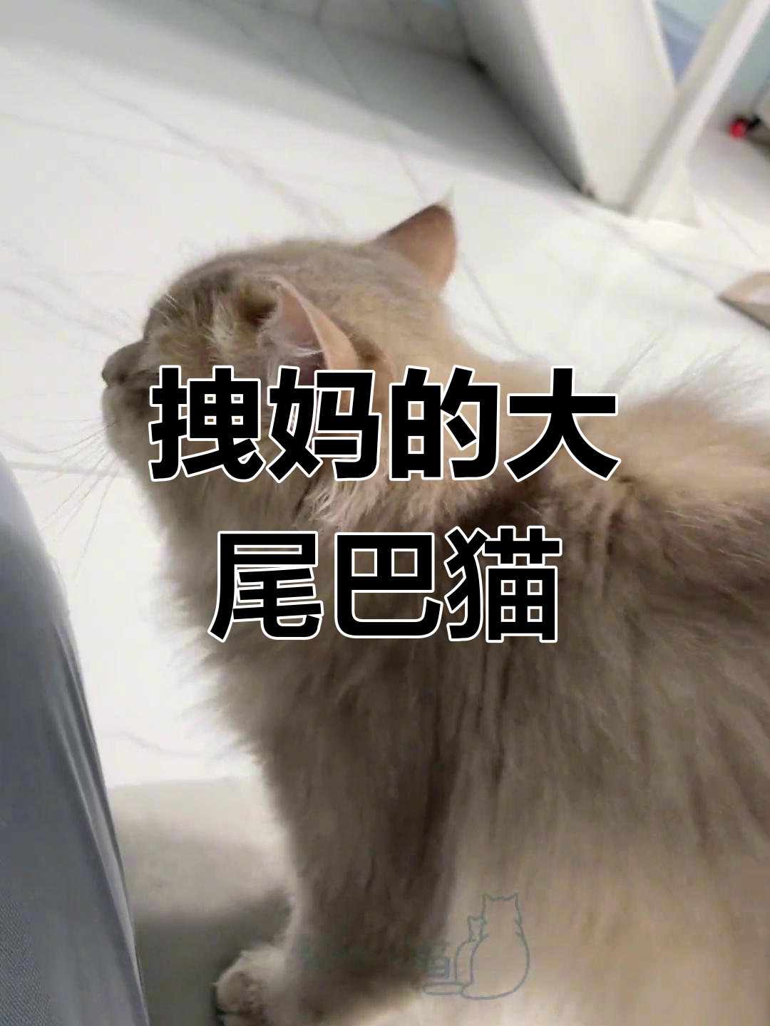 大尾巴猫咪日常,乖巧又可爱