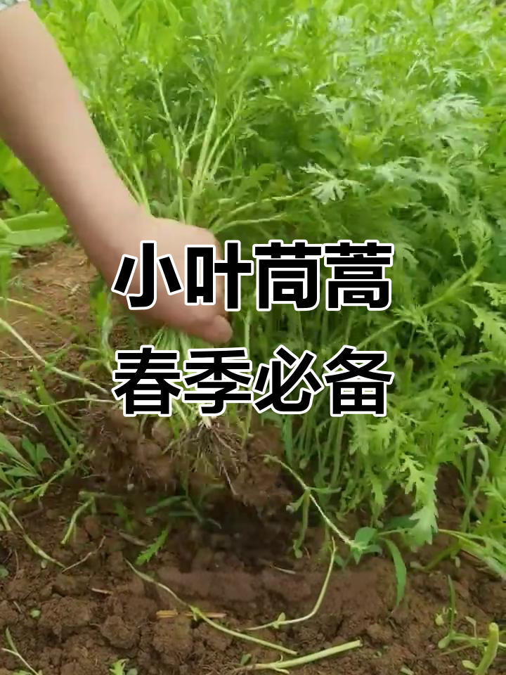 春天必种小叶茼蒿,嫩滑美味又健康