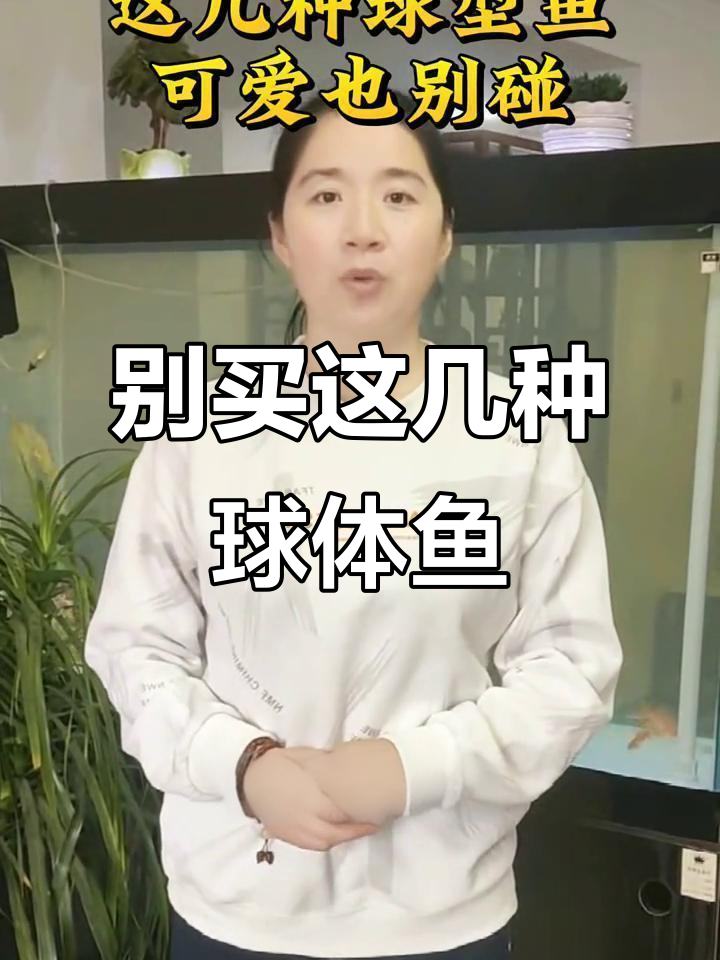 球形鱼好看但难养?这些品种别碰,避免伤心!