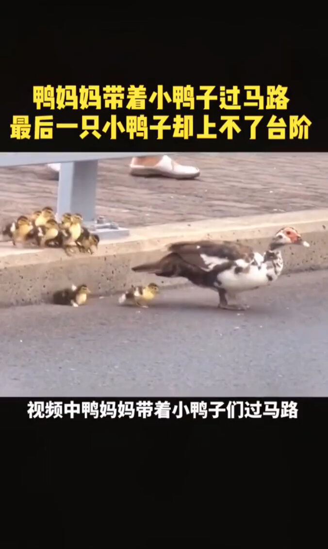 鸭妈妈带小鸭子过马路