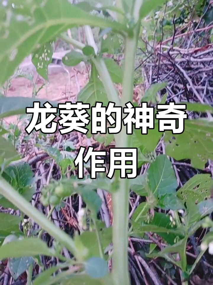 龙葵:叶子果实都能吃,全身入药,功效惊人