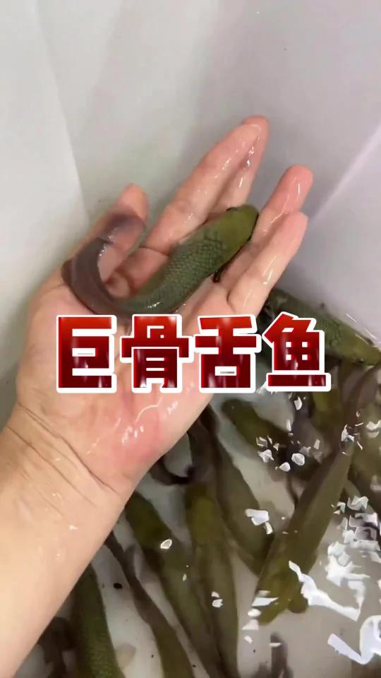 养鱼界顶流