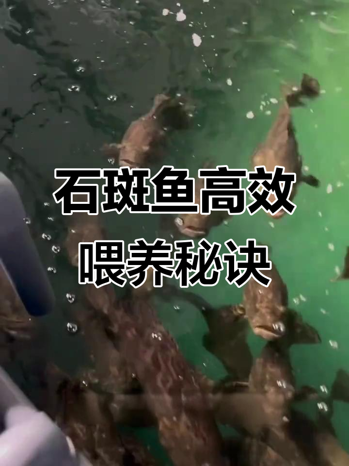 二十年石斑鱼养殖经验，喂料技巧大公开