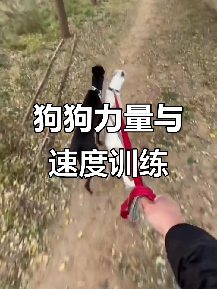 训练狗狗速度与肌肉,高蛋白饮食助力爆发力提升