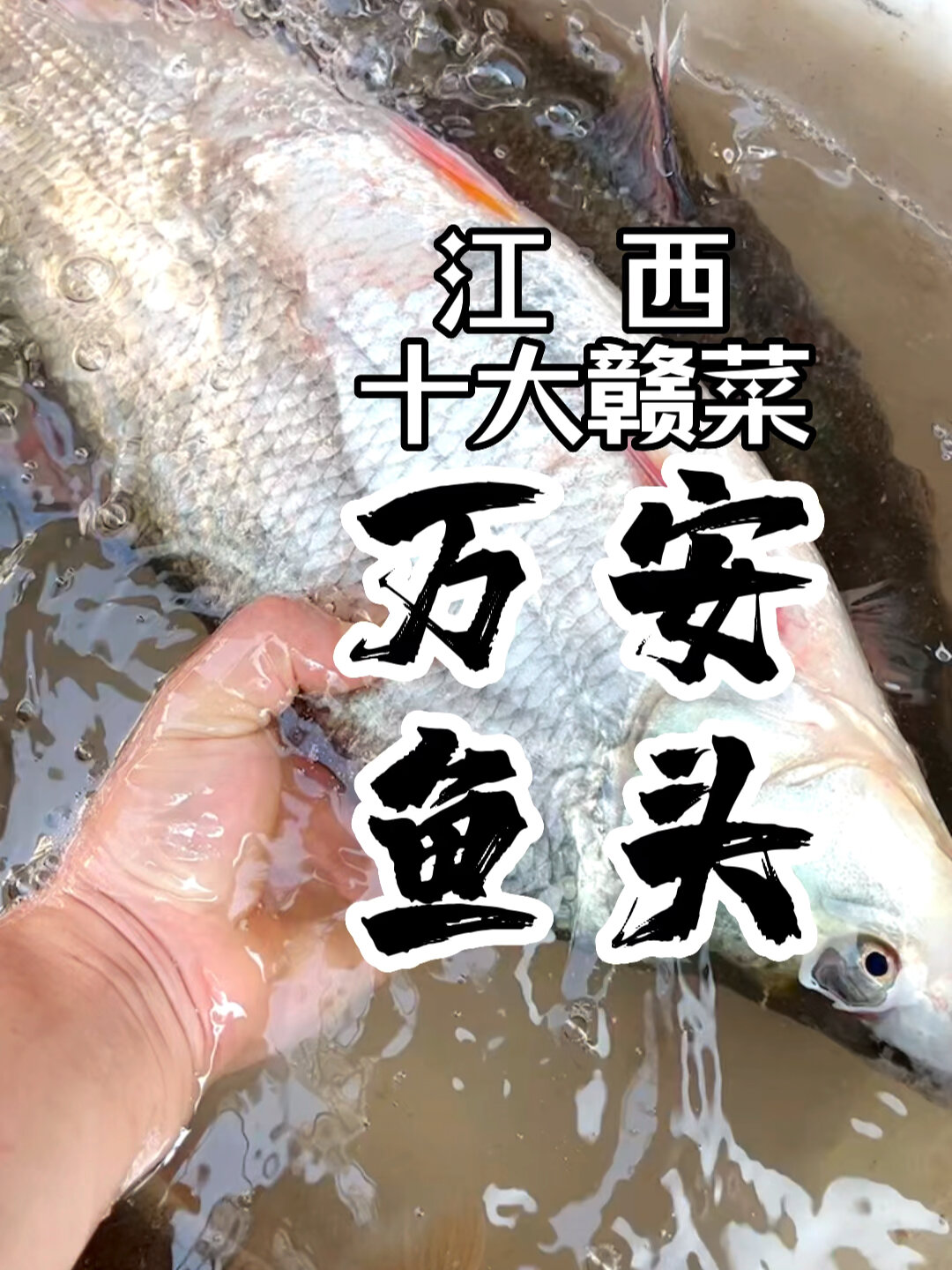 江西十大赣菜之万安鱼头