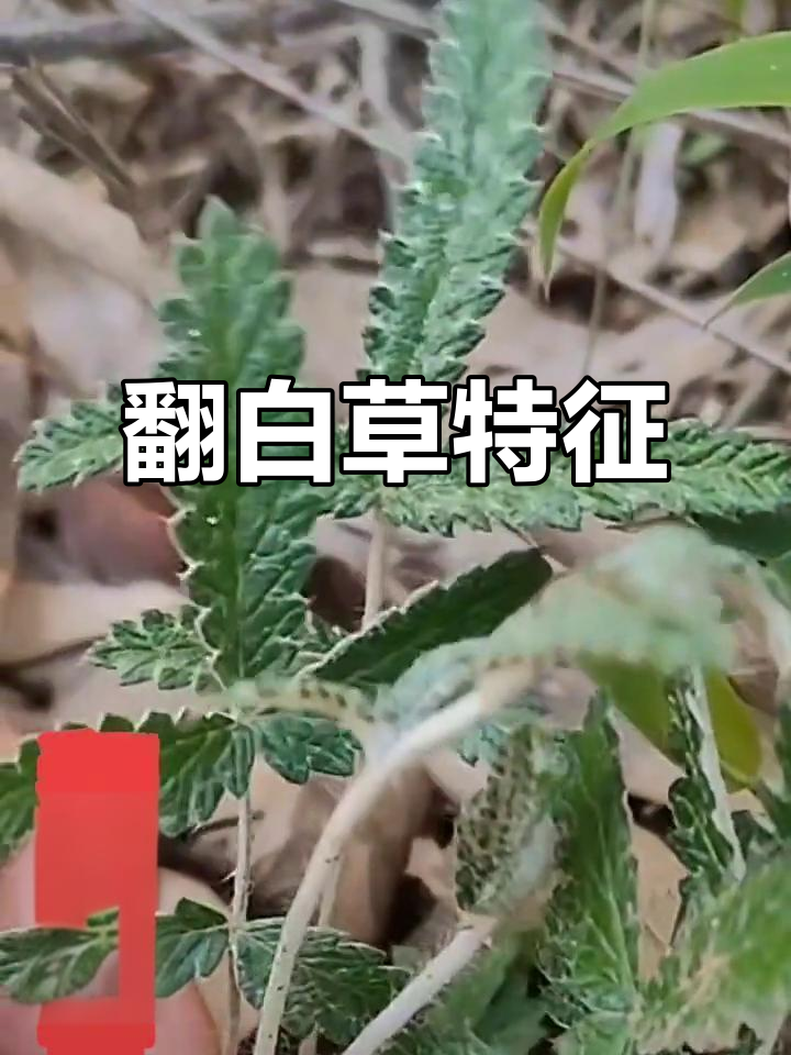 翻白草,蔷薇科多年生草本,根粗壮如纺锤