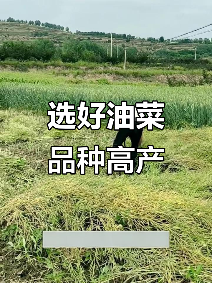 油菜籽产量低?选对品种是关键,滑油九九九助你丰收