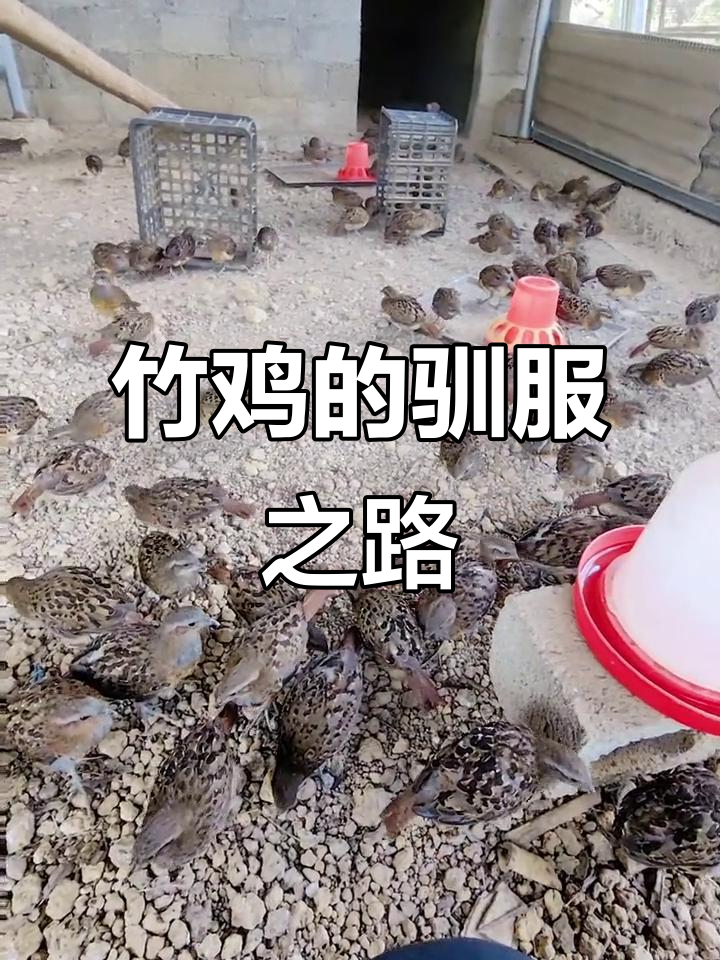 竹鸡养殖：野性难驯，但逐渐亲近人类