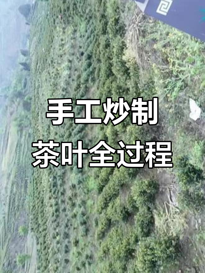 传统手工炒茶技艺揭秘:从杀青到风干的全过程