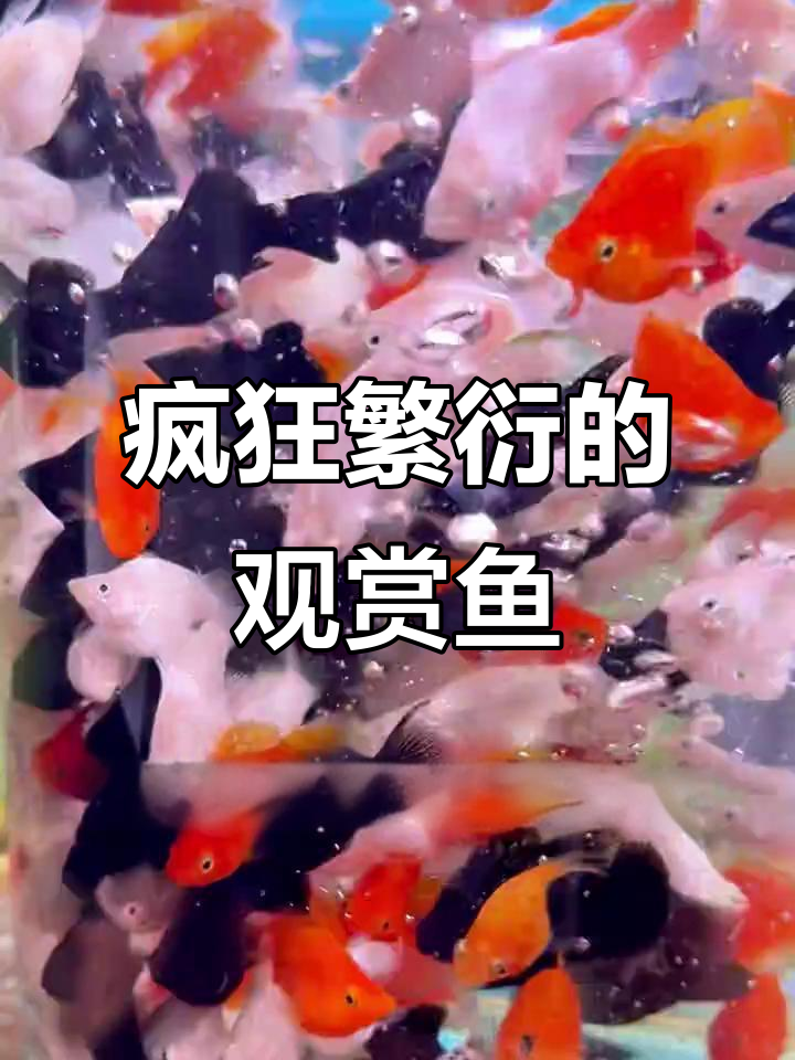 这种观赏鱼繁殖力惊人,买着买着你就成了卖鱼的!