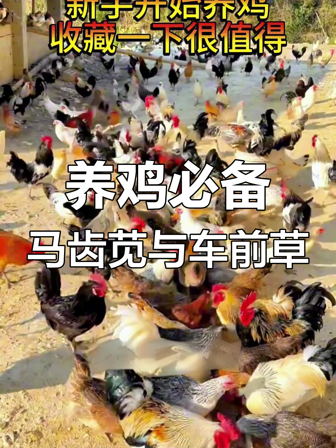 农村散养土鸡小技巧:用这两种草预防雏苗生病