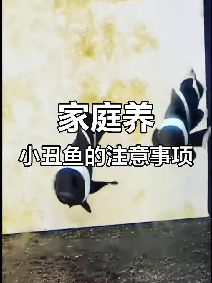 小丑鱼性别揭秘:如何在家中养殖小丑鱼,了解公母变化