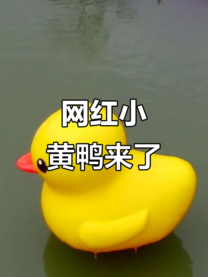 小黄鸭已就位,全网最火网红鸭来袭