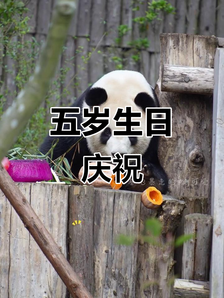 福双五岁生日,重阳蛋糕派对,欢乐满满!