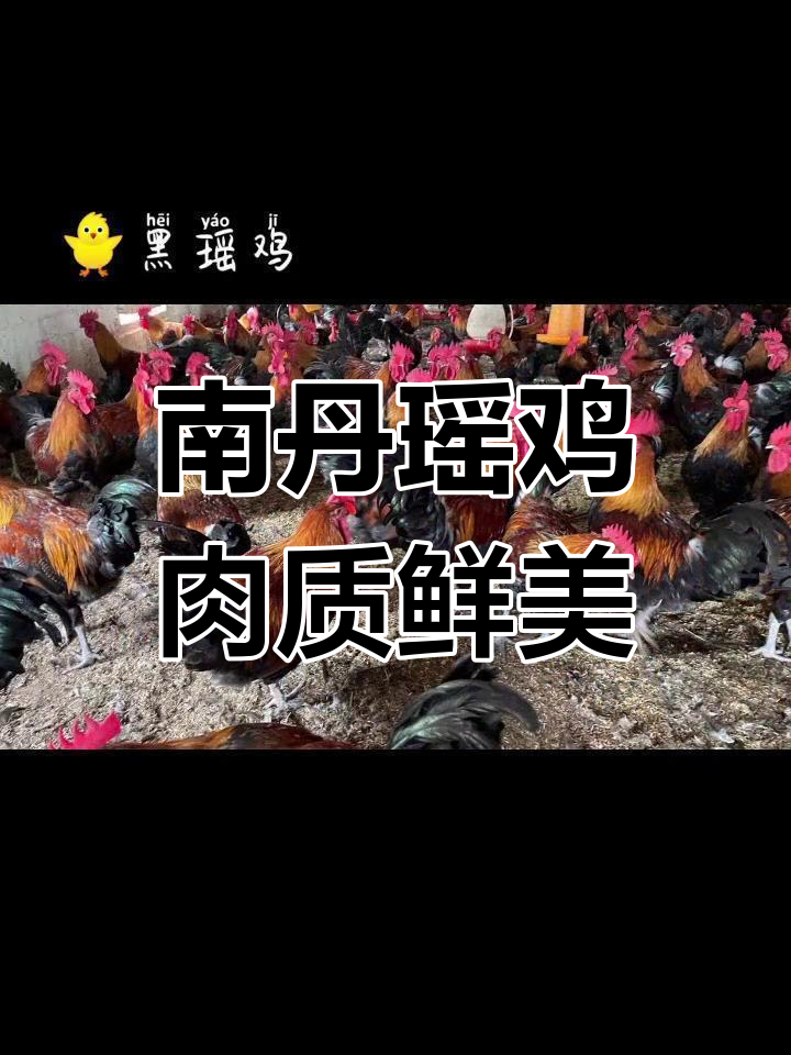 广西瑶鸡:独特美味与高价值