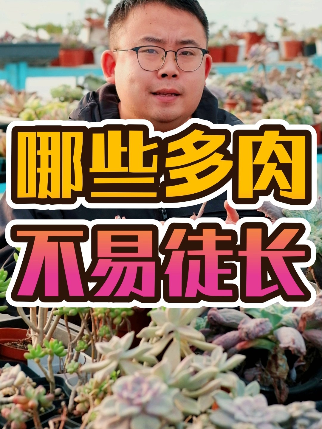 哪些多肉不易徒长