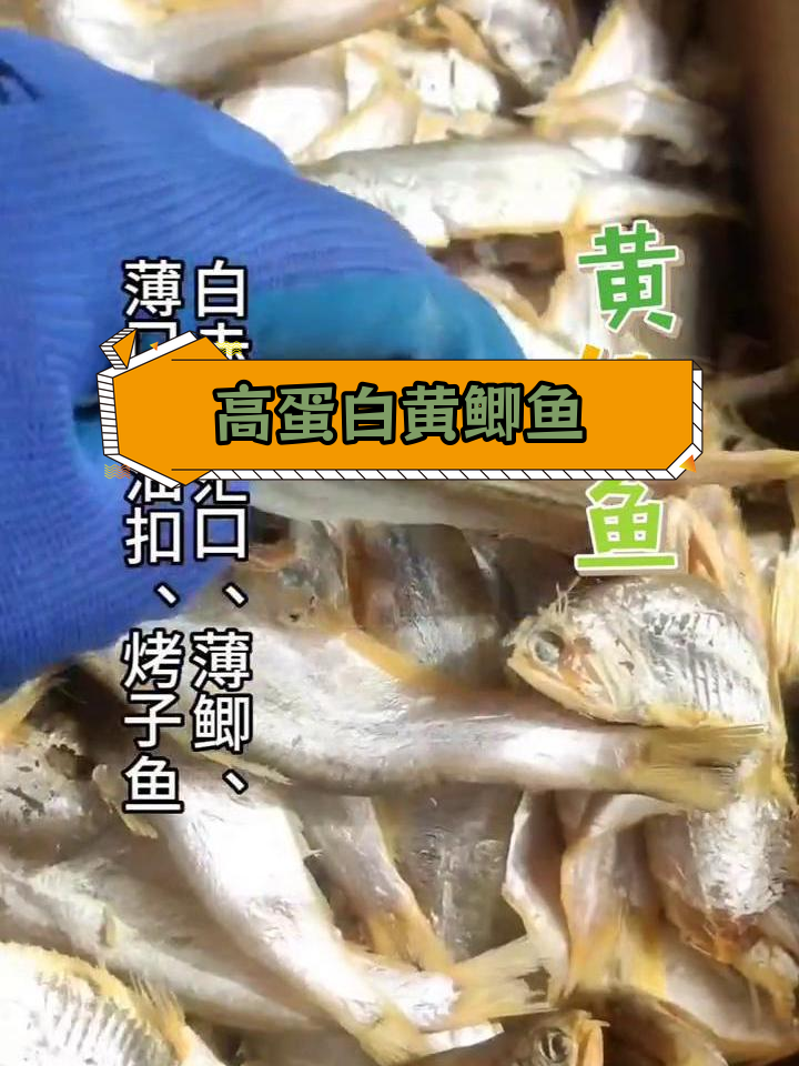 黄鲫鱼:营养丰富的食用鱼类