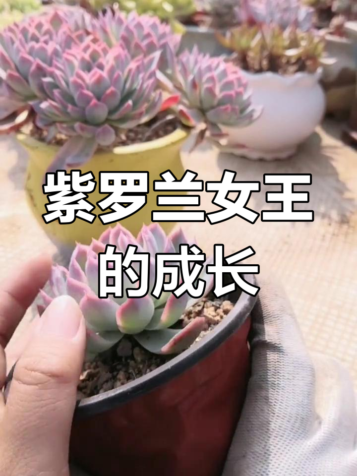 紫罗兰女王:从粉红到深红的美丽转变,手捧花形状惊艳登场