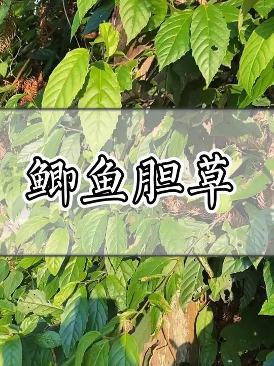 鲫鱼胆草,你们见过没
