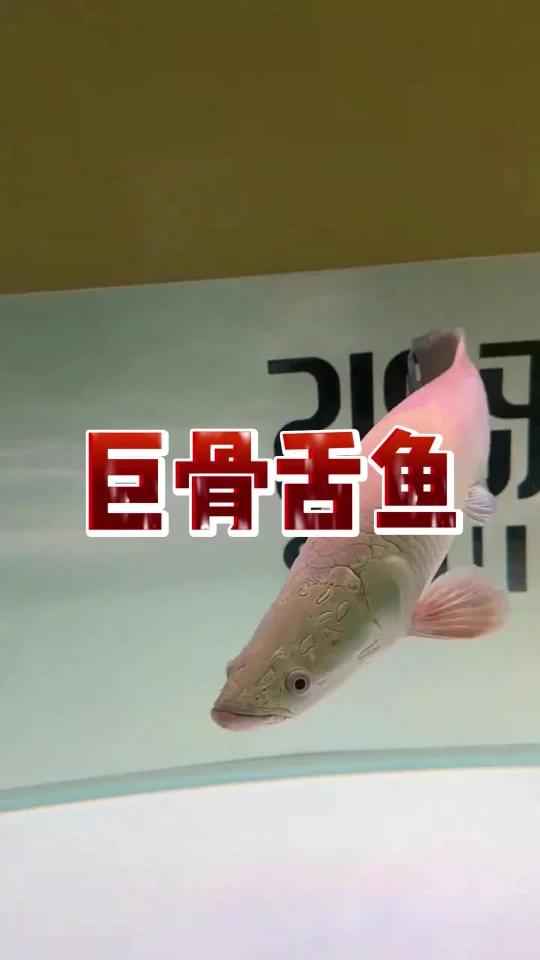 水族界的宝藏男孩 巨骨舌鱼