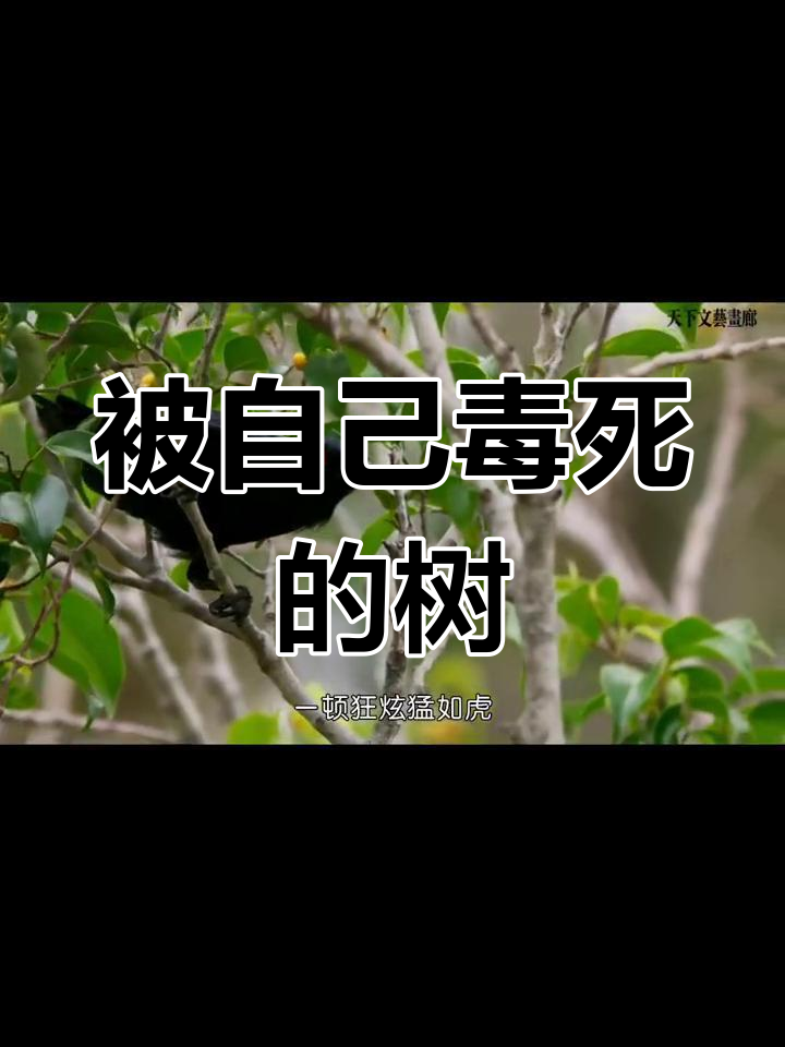见血封喉树为何自杀?