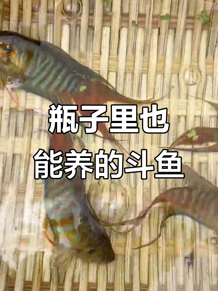 中国斗鱼:用矿泉水瓶就能养,超省心!