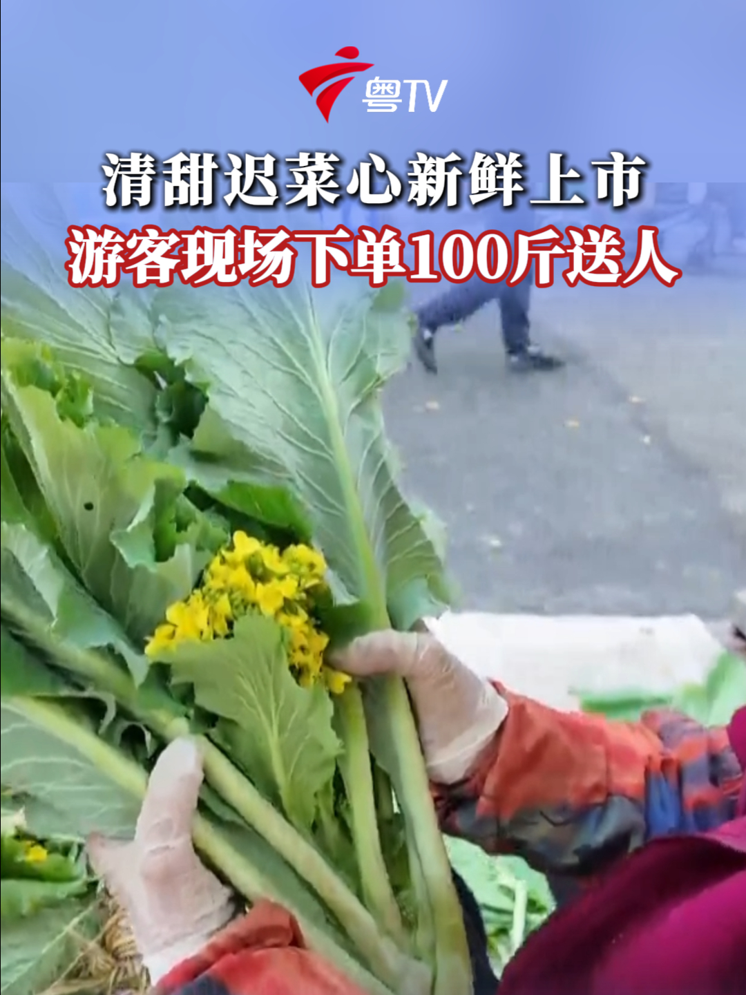 清甜迟菜心新鲜上市,游客现场下单100斤送人