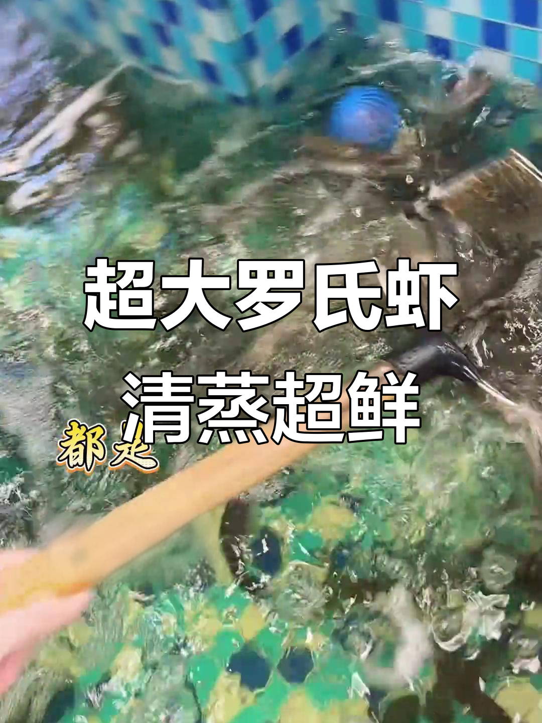 罗氏虾跳舞超鲜活,清蒸油焖都美味