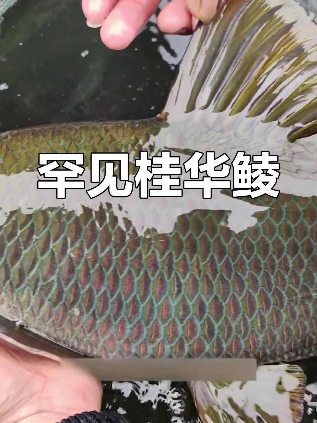 桂华鲮:钓鱼人难遇的珍稀鱼种