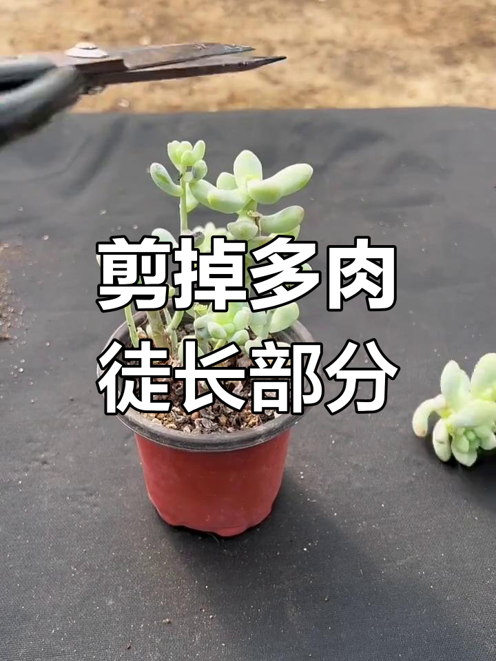 多肉植物徒长怎么办?修剪技巧大公开