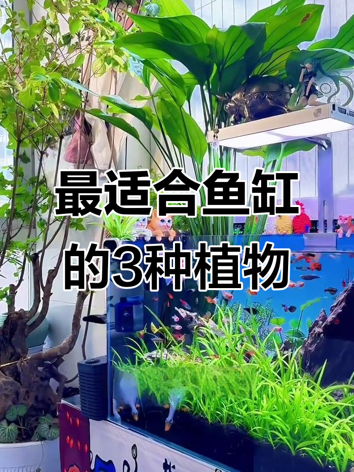 鱼缸必养三种挺水植物，最后一种超好吃！