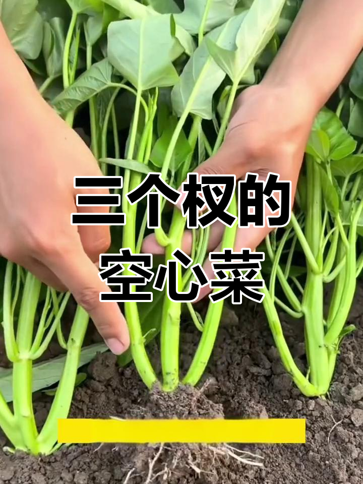 三叉空心菜,产量惊人!种植简单又高效