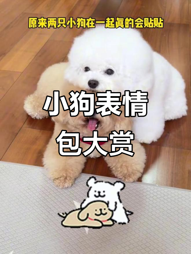 线条小狗萌态百出,比熊和金毛的可爱互动