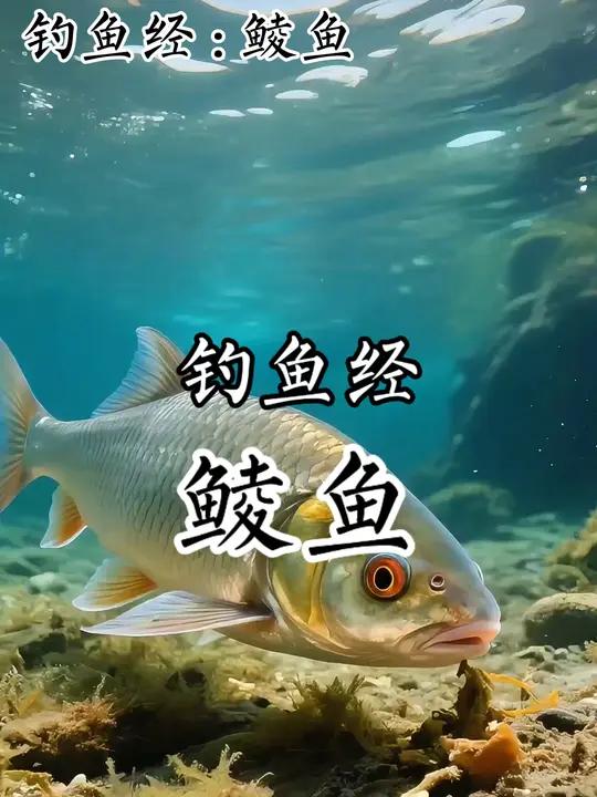 鲮鱼的习性和钓法
