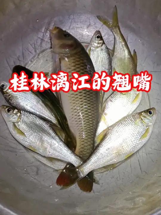 桂林漓江的翘嘴,真正的原生鱼 原创作品