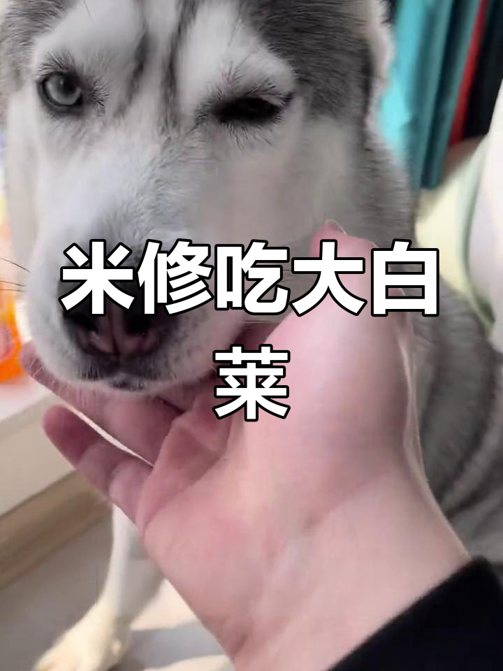 米修啃大白菜一晚上,表情超搞笑