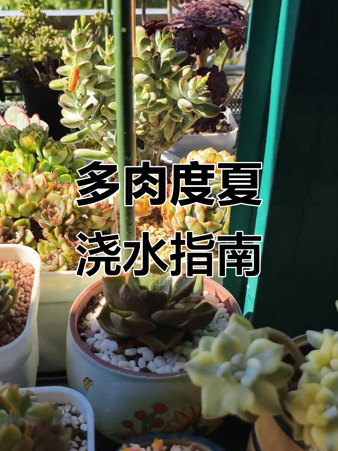 夏季多肉植物如何正确养护?避免徒长和烂根的关键技巧