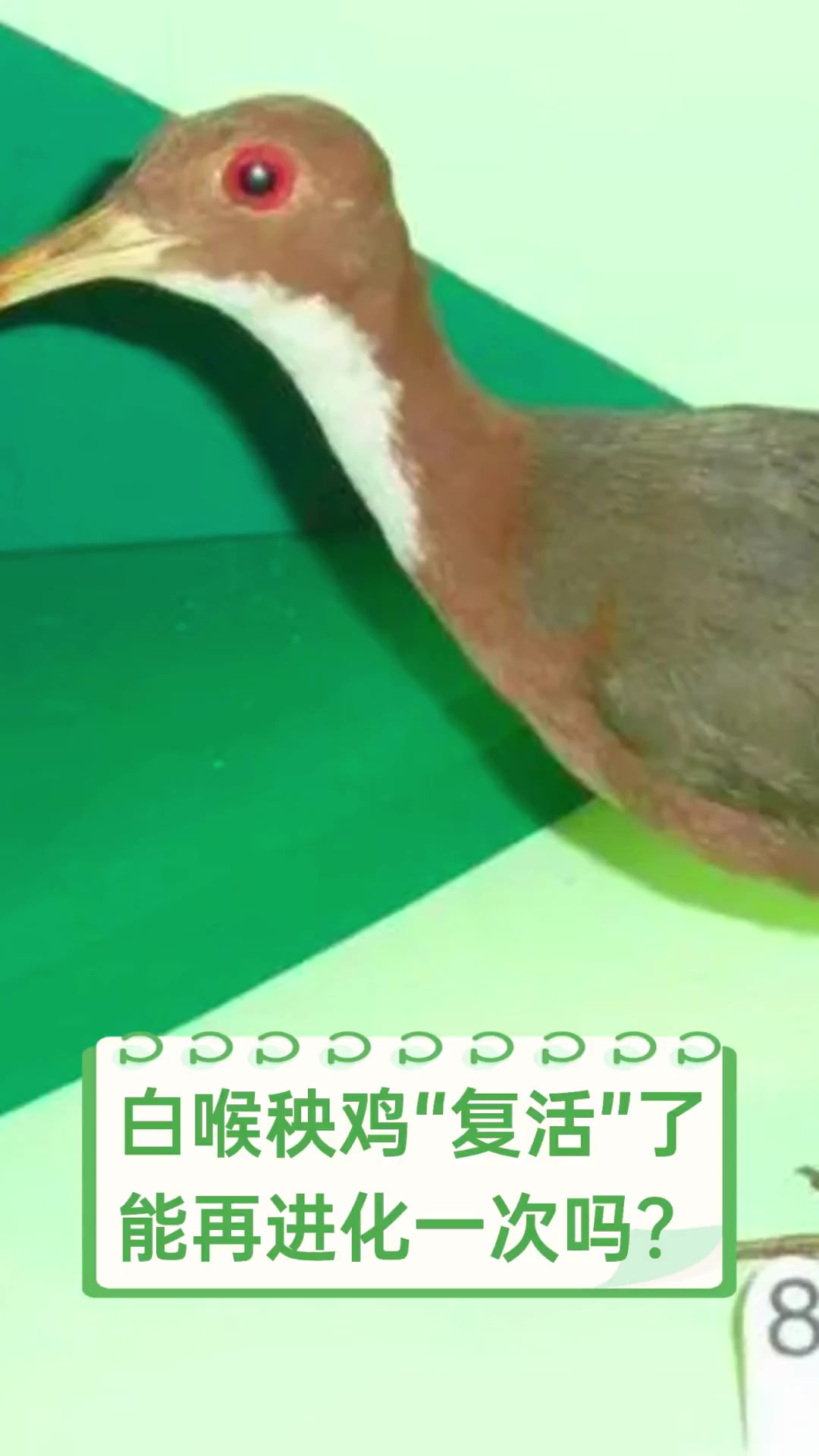 白喉秧鸡“复活”了,能再进化一次吗?