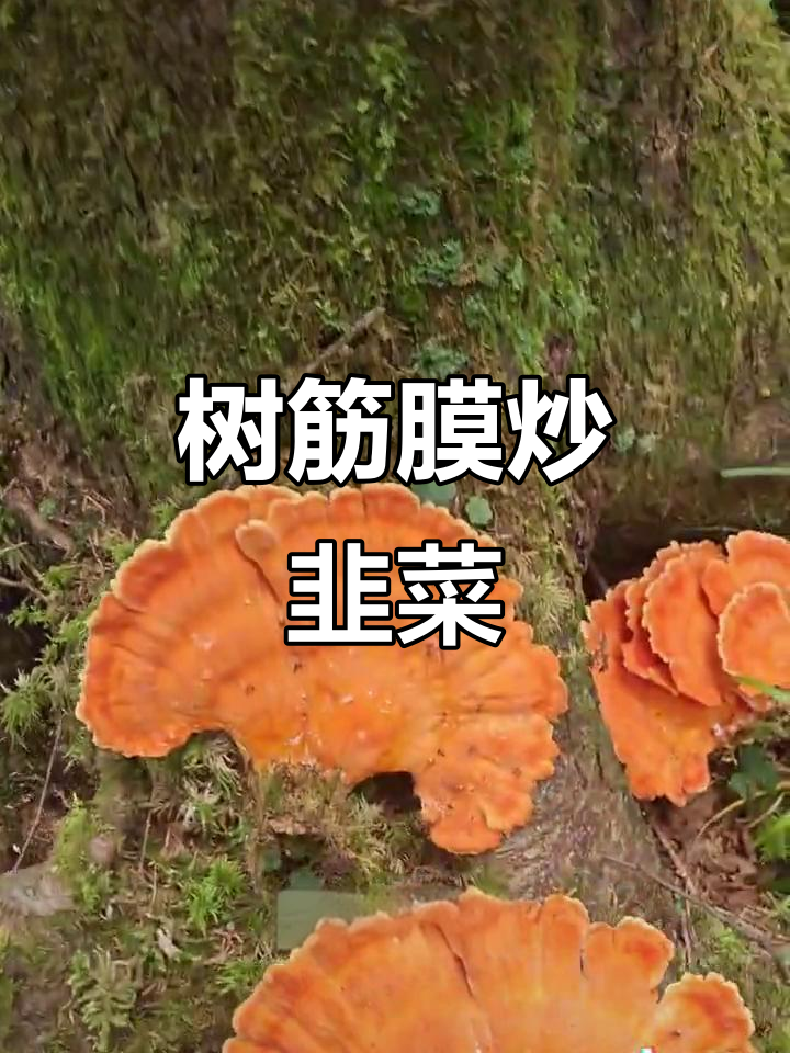 鸡冠蘑:像鸡肉一样嫩,炒韭菜吃超鲜亮