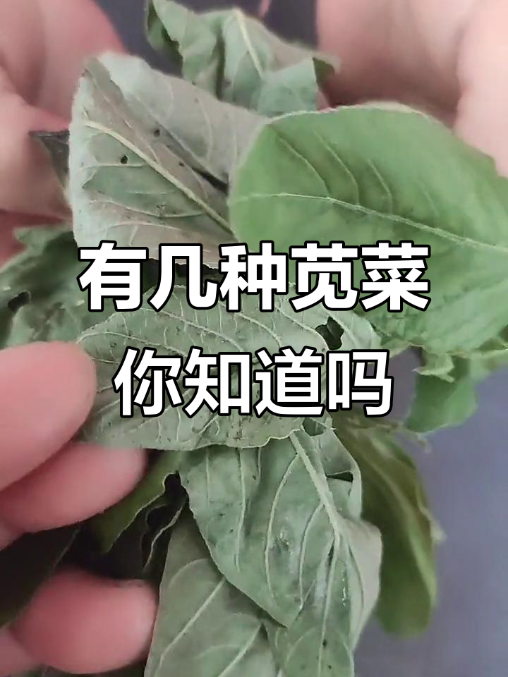 苋菜有几种?绿叶紫背的特别好吃,营养价值高