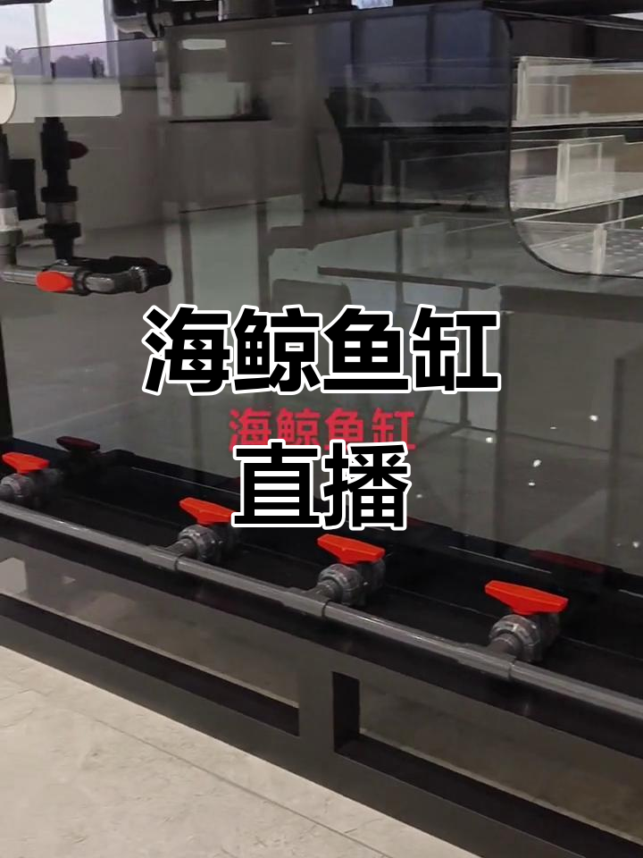 沈阳海鲸鱼缸直播，带你了解无管道过滤系统