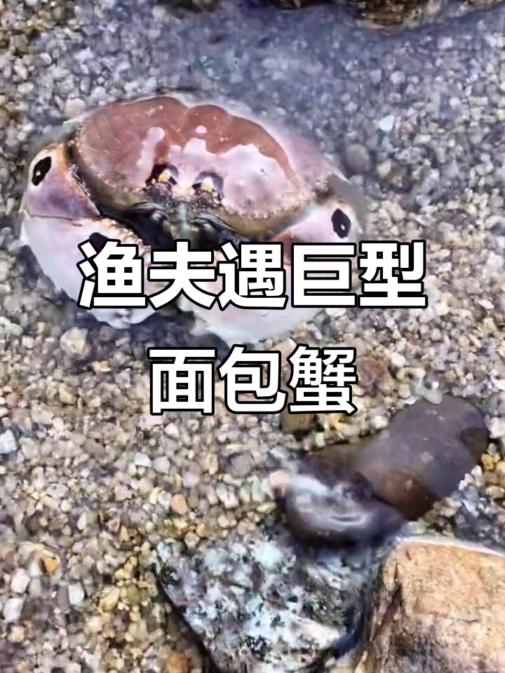 渔夫赶海发现巨型面包蟹,脚大如装甲车,还救了搁浅的小鱼