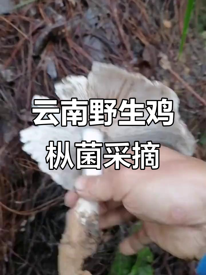 云南楚雄野生鸡枞菌采摘大揭秘,新鲜美味等你来尝