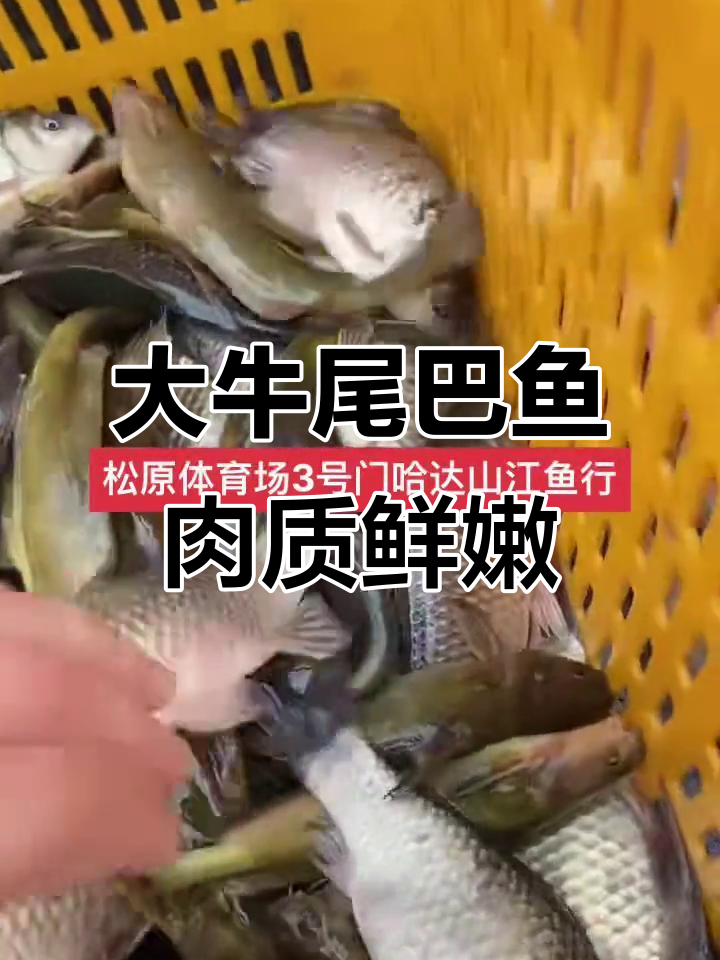 纯江大牛尾巴鱼,鲜美无比!