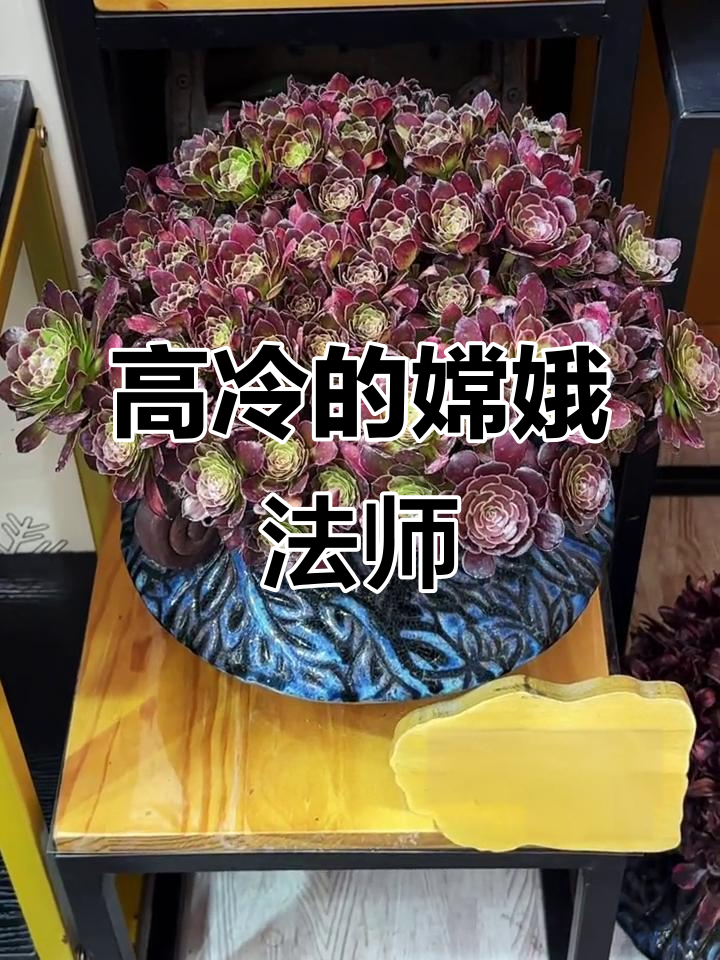 嫦娥法师的孤独高冷形象,笑点满满