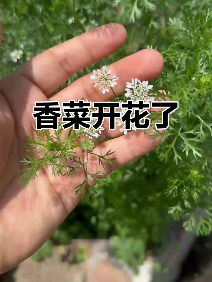 一米高的香菜竟然开花,误以为是韭菜花!