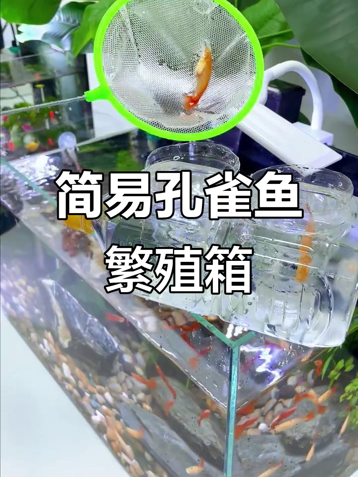 自制孔雀鱼繁殖隔离盒,简单又实用