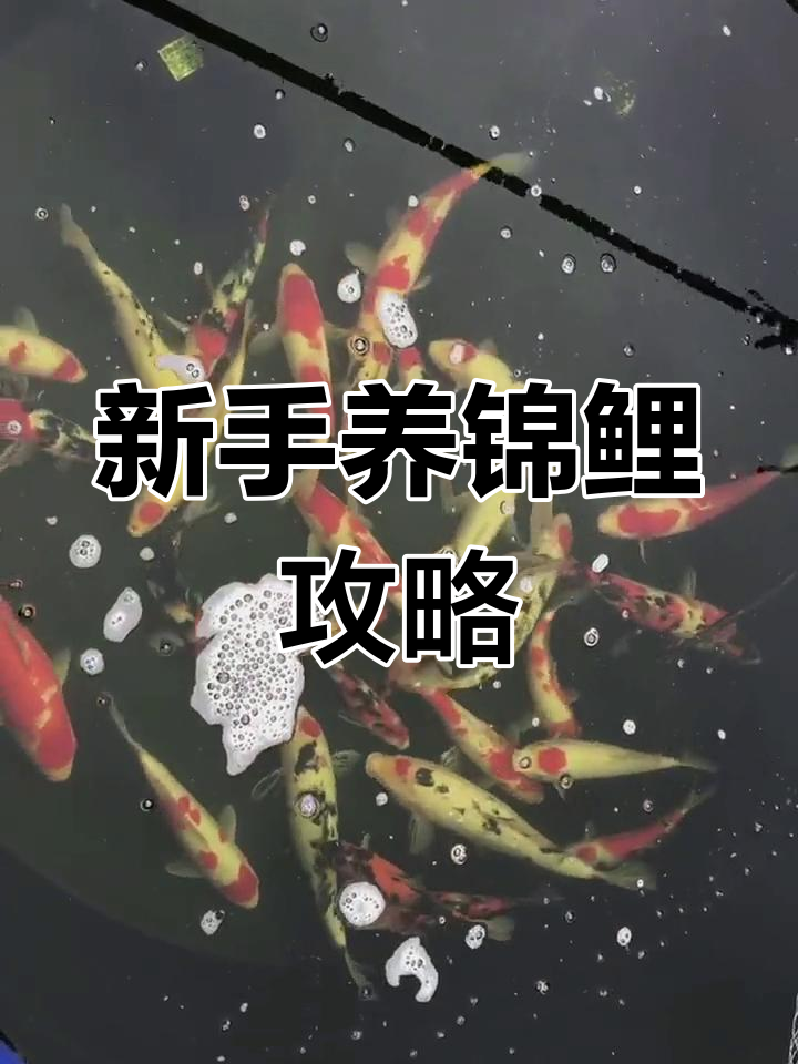 锦鲤鱼:适合新手养的冷水鱼类,性格温和互动性强