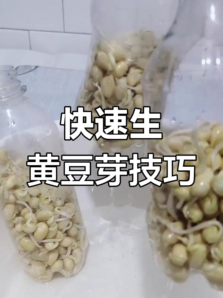 用饮料瓶轻松发黄豆芽,两天就能长出又肥又长的豆芽