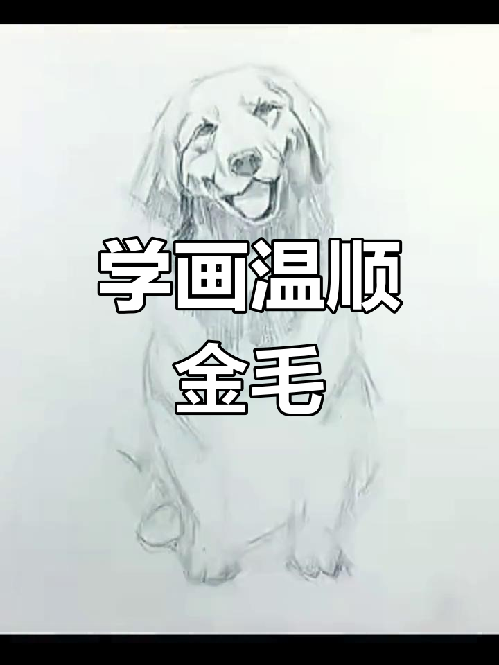 轻松画出温顺金毛,素描技巧全解析